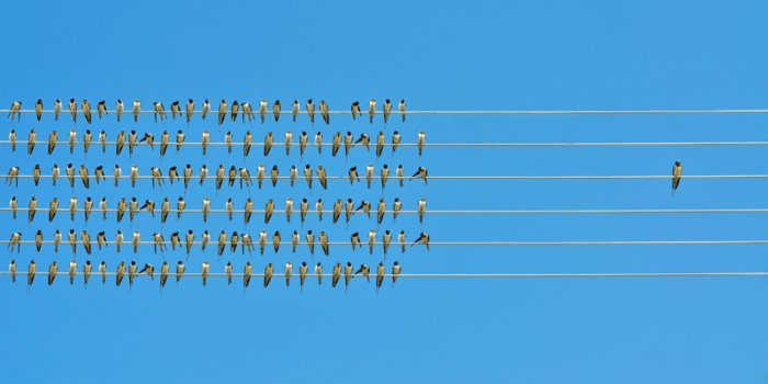 one bird vs. many sitting on power lines to represent a carve-out business intelligence case study